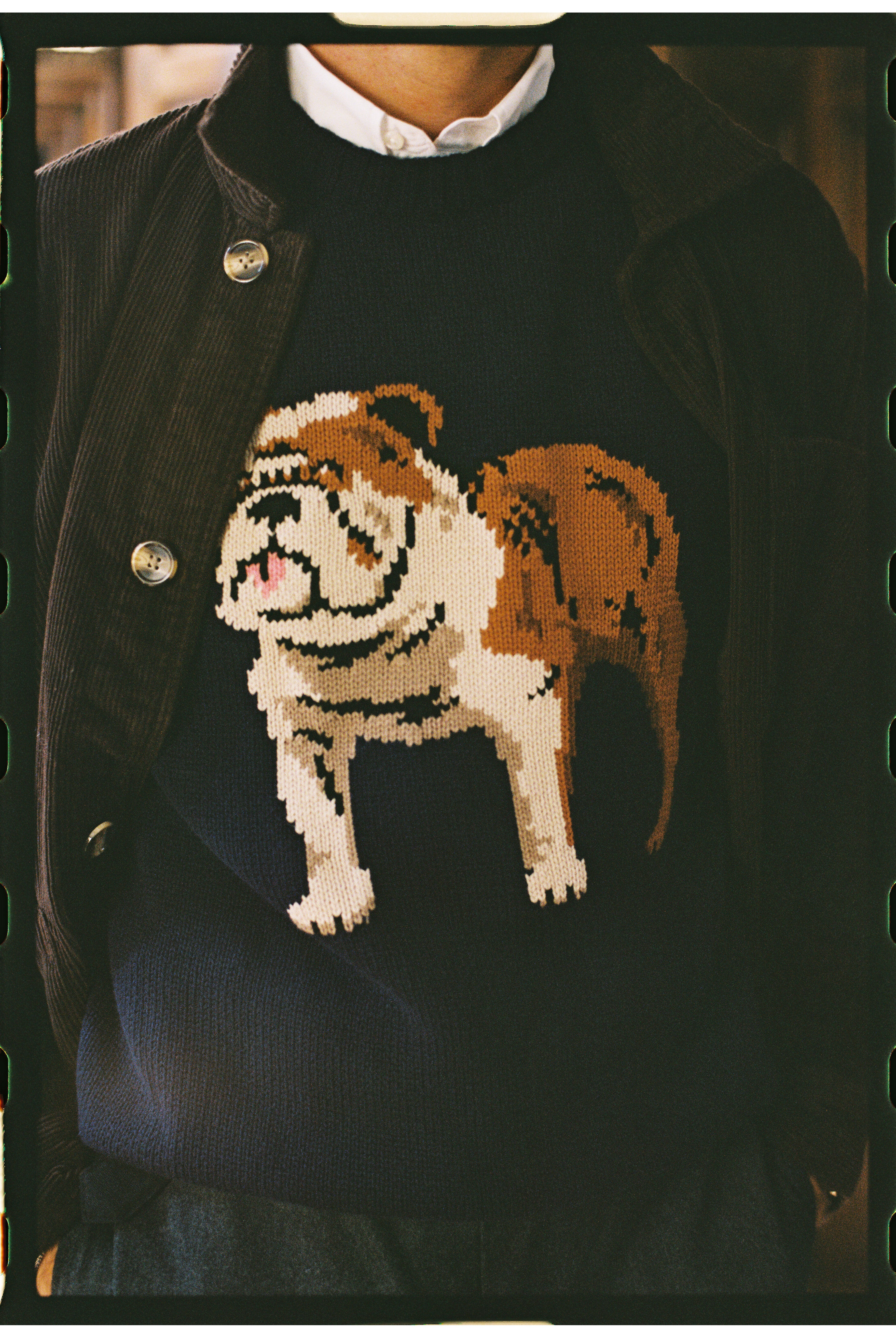 Bulldog Intarsia Knit Cotton Sweater